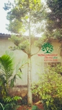 CÂY THỊ