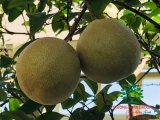 CÂY BƯỞI