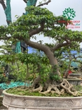 Bonsai 88