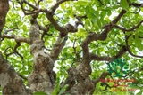 Cây Lộc Vừng