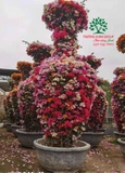 Hoa Giấy