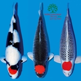Hồ cá Koi 48