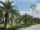 CÂY CHÀ LÀ