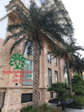 CÂY CHÀ LÀ