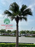 CÂY CỌ