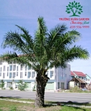 CÂY CỌ