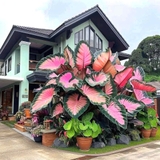Củ Môn Đa Lộc