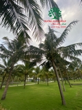 CÂY DỪA