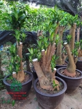 HOA THIẾT MỘC LAN