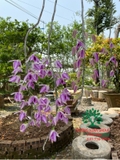 Hoa Lan