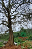 Cây Sang