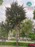 Cây Vú Sữa