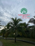 CÂY DỪA
