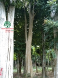 Cây Bằng Lăng