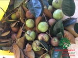Cây Vú Sữa