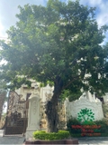 Cây Lộc Vừng