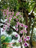 Hoa Lan