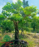 Cây Hoa Nguyệt Quế