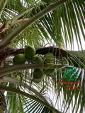 CÂY DỪA