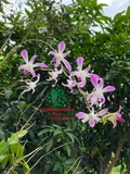 Hoa Lan