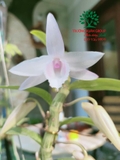 Hoa Lan