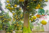 CÂY BƯỞI