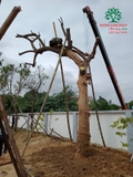 Thi công thực tế 81