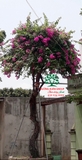 Hoa Giấy