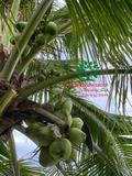 CÂY DỪA
