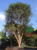 CÂY NHO THÂN GỖ