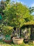 HOA DÂM BỤT