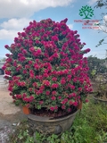Hoa Giấy