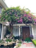 Hoa Giấy