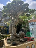 Bonsai 78