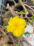 CÂY HOA  MAI VÀNG