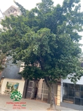 Cây Chay