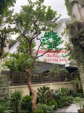 CÂY ỔI