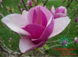 HOA MỘC LAN