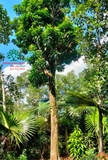 Cây Trứng Gà