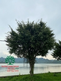 CÂY DUỐI