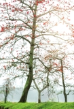 Cây Gạo