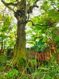 Cây Khế