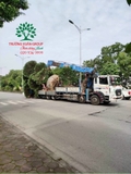Thi công thực tế 81