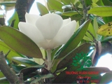 Cây Sen Đất