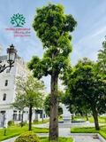 Thi công thực tế 119