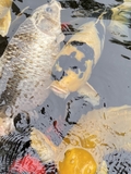 Hồ cá Koi 35