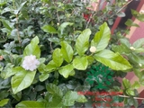 CÂY HOA NHÀI