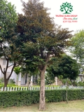 Cây Vú Sữa
