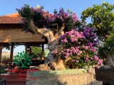 Cây Bằng Lăng