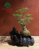 Bonsai 74